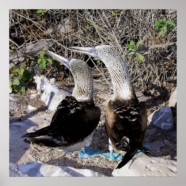 I Love Boobies! Poster (Front)