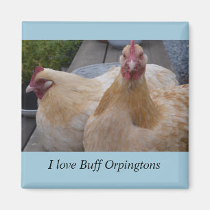 I Love... Buff Orpingtons Chicken Magnet