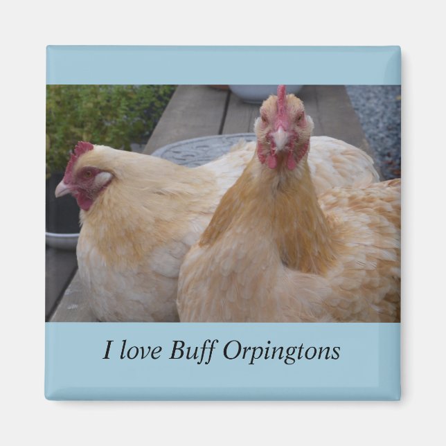 I Love... Buff Orpingtons Chicken Magnet (Front)