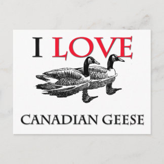 I Love Canadian Geese Postcard