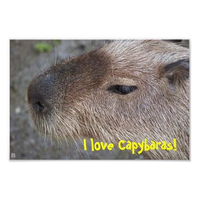 I love Capybaras! Photo Enlargement (Front)