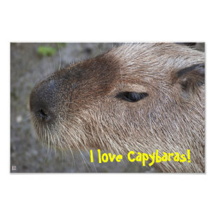 I love Capybaras! Photo Enlargement Print