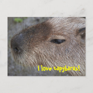 I love capybaras postcard