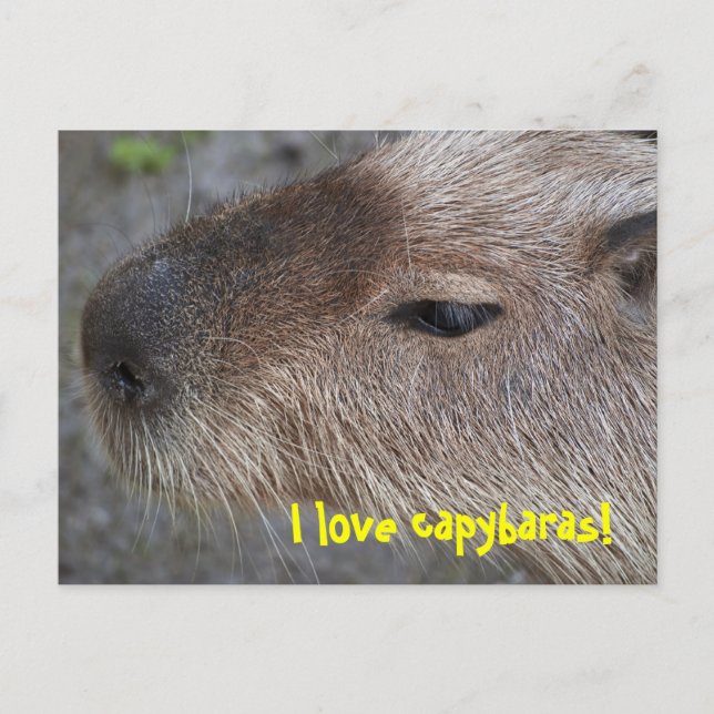 I love capybaras postcard (Front)