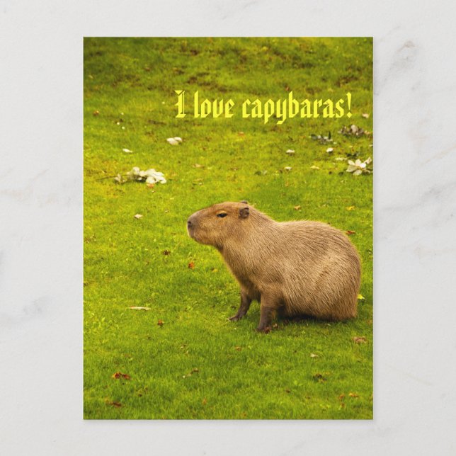 I love capybaras Postcard (Front)
