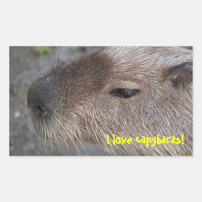 I love capybaras rectangular sticker (Front)