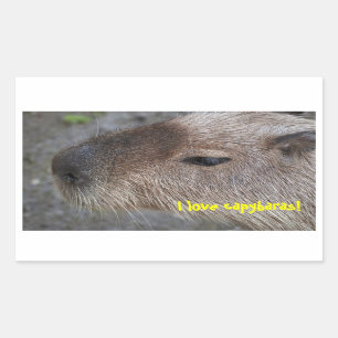 I love capybaras rectangular sticker