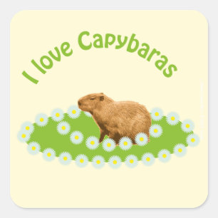 I love Capybaras Square Sticker