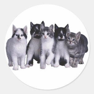 I love Cats from Junglewalk.com Classic Round Sticker