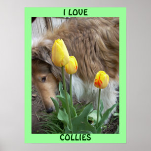 I LOVE COLLIES POSTER