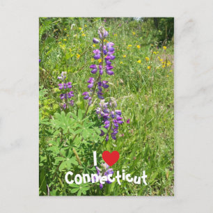 I Love Connecticut Postcard