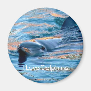 I Love Dolphins Magnet