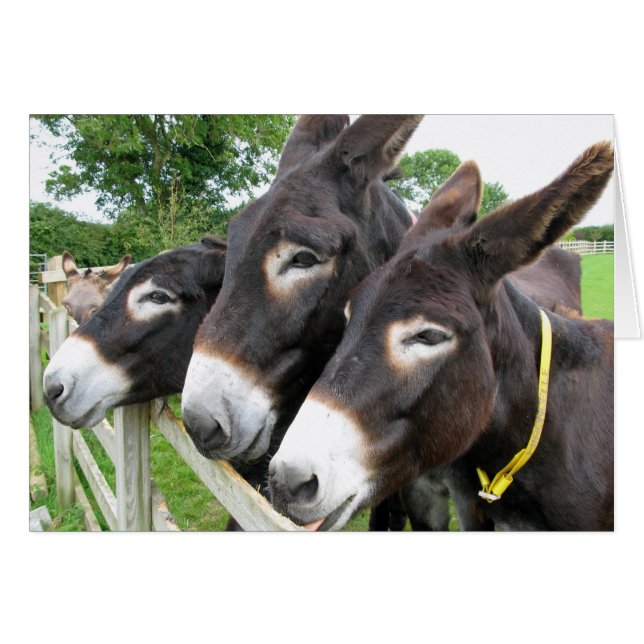 I Love Donkeys! (Front Horizontal)