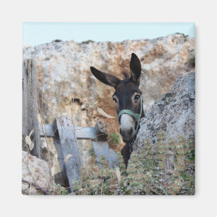 I Love Donkeys! Magnet