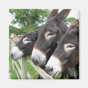 I Love Donkeys! Magnet
