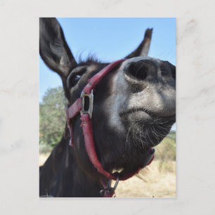 I Love Donkeys! Postcard