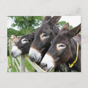 I Love Donkeys! Postcard