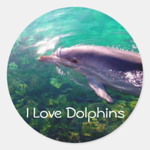 I Love Dophins Sticker