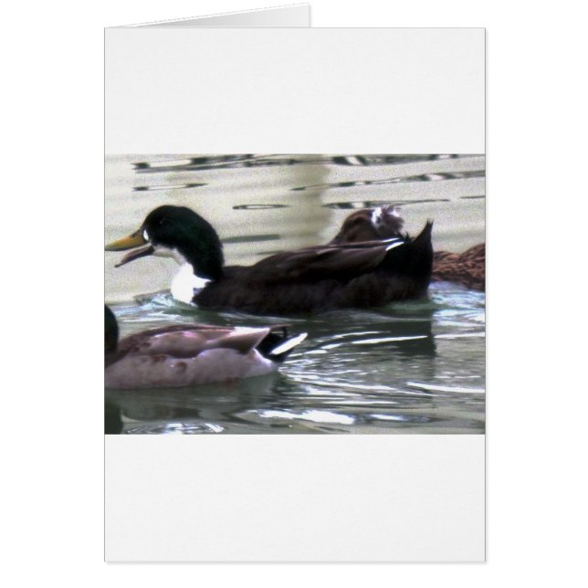 I love Ducks (Front)