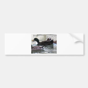 I love Ducks Bumper Sticker