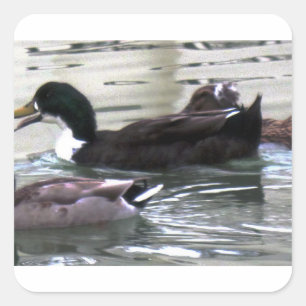 I love Ducks Square Sticker