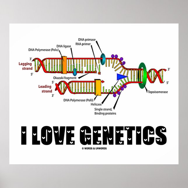 I Love Genetics (DNA Replication) Poster (Front)