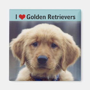 I Love Golden Retrievers Cute Puppy Magnet