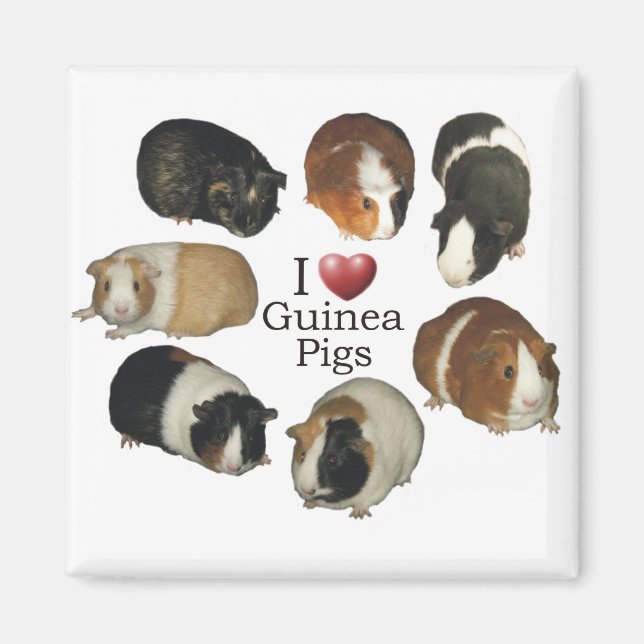 I love guinea pigs Magnet (Front)