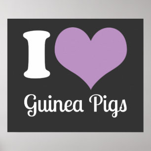 I Love Guinea Pigs Poster