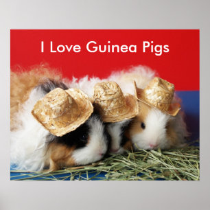 I Love Guinea Pigs Poster