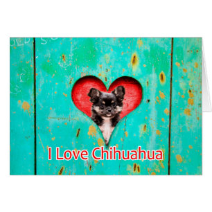 I Love Heart Chihuahua Dog