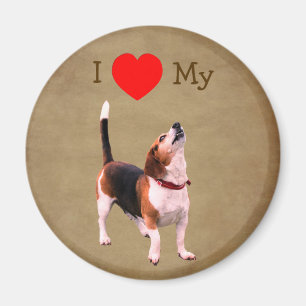 I Love Heart My Beagle Dog  Magnet