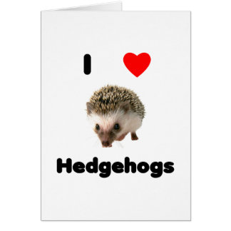 I love hedgehogs