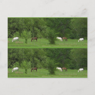 I Love Horses! Bookmarkers - Customise! Postcard
