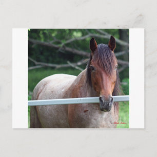 I Love Horses! Postcard