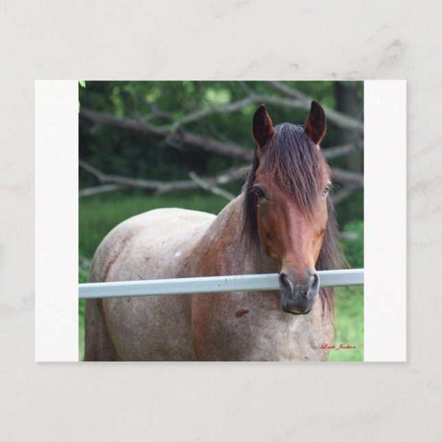 I Love Horses! Postcard (Front)