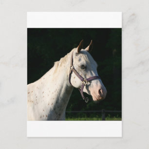 I LOVE HORSES POSTCARD