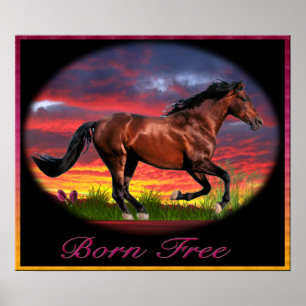 I love Horses Poster