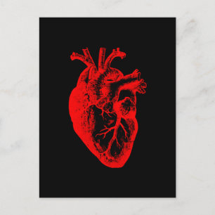 I love / I heart heart anatomy Postcard