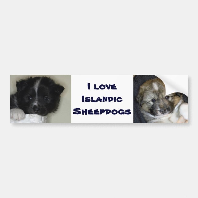 I love Icelandic Sheepdogs Bumper Sticker (Front)