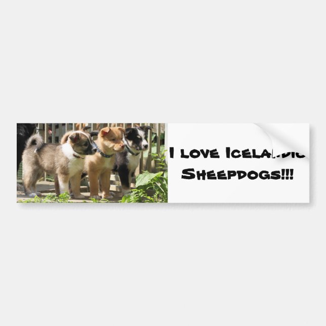 I love Icelandic Sheepdogs Bumper Sticker (Front)