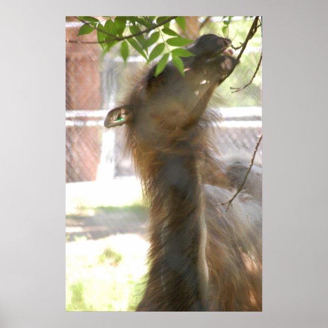 I Love Llamas Poster (Front)