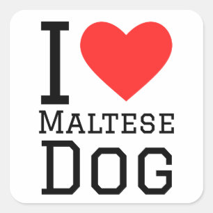 I love Maltese dog  Square Sticker