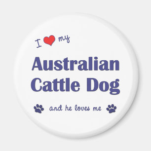 I Love My Australian Cattle Dog (Male Dog) Magnet