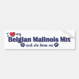 I Love My Belgian Malinois Mix (Female Dog) Bumper Sticker