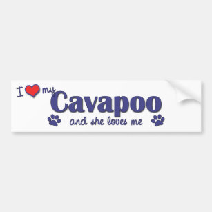 I Love My Cavapoo (Female Dog) Bumper Sticker