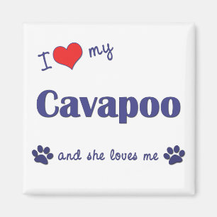 I Love My Cavapoo (Female Dog) Magnet