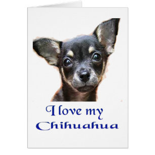 I love My Chihuahua