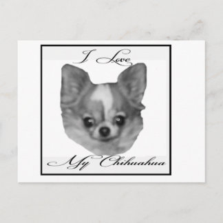 I love my chihuahua postcard