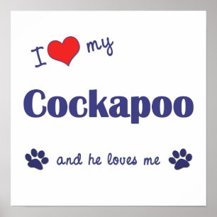 I Love My Cockapoo (Male Dog) Poster Print